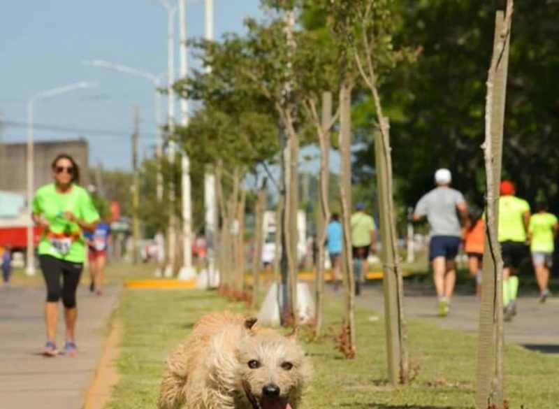 perro runner